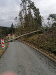 Mehr über den Artikel erfahren Baum über Fahrbahn