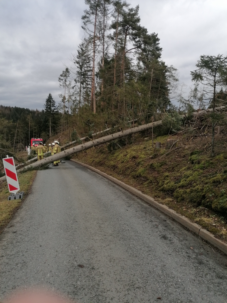 Du betrachtest gerade Baum über Fahrbahn